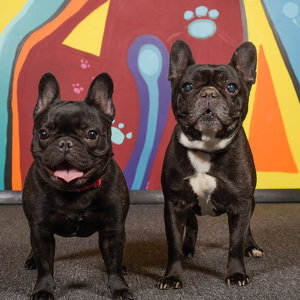 Fundraising Page: Rah Rah & Paloma Barnes